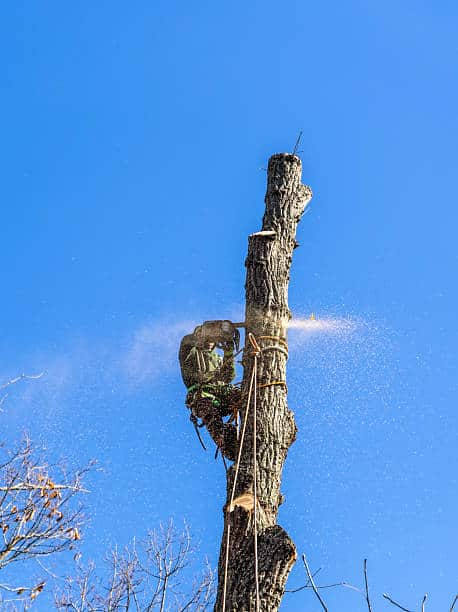 Goldstein Tree Trimming Specialist LLC — tree expert at work in Columbia, SC