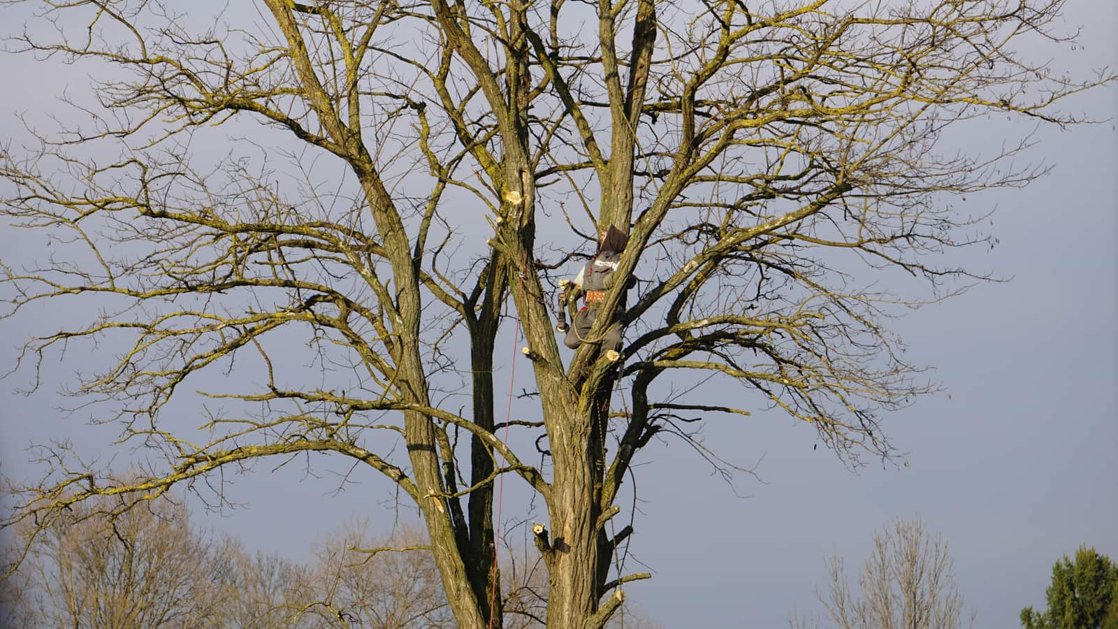 Completed tree service work by Goldstein Tree Trimming Specialist LLC