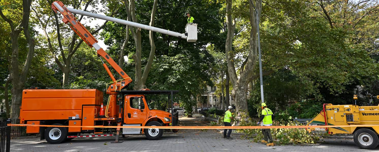Local Tree Service in Columbia, SC