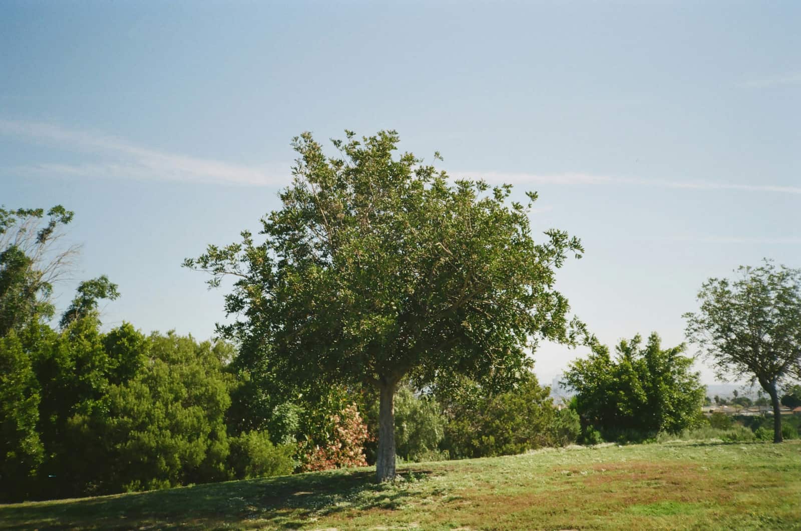 Residential Landscaping in Columbia, SC
