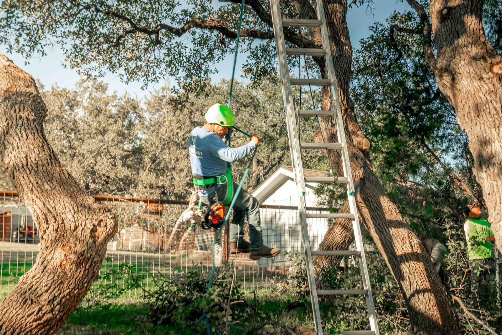 Tree Planting Service in Columbia, SC