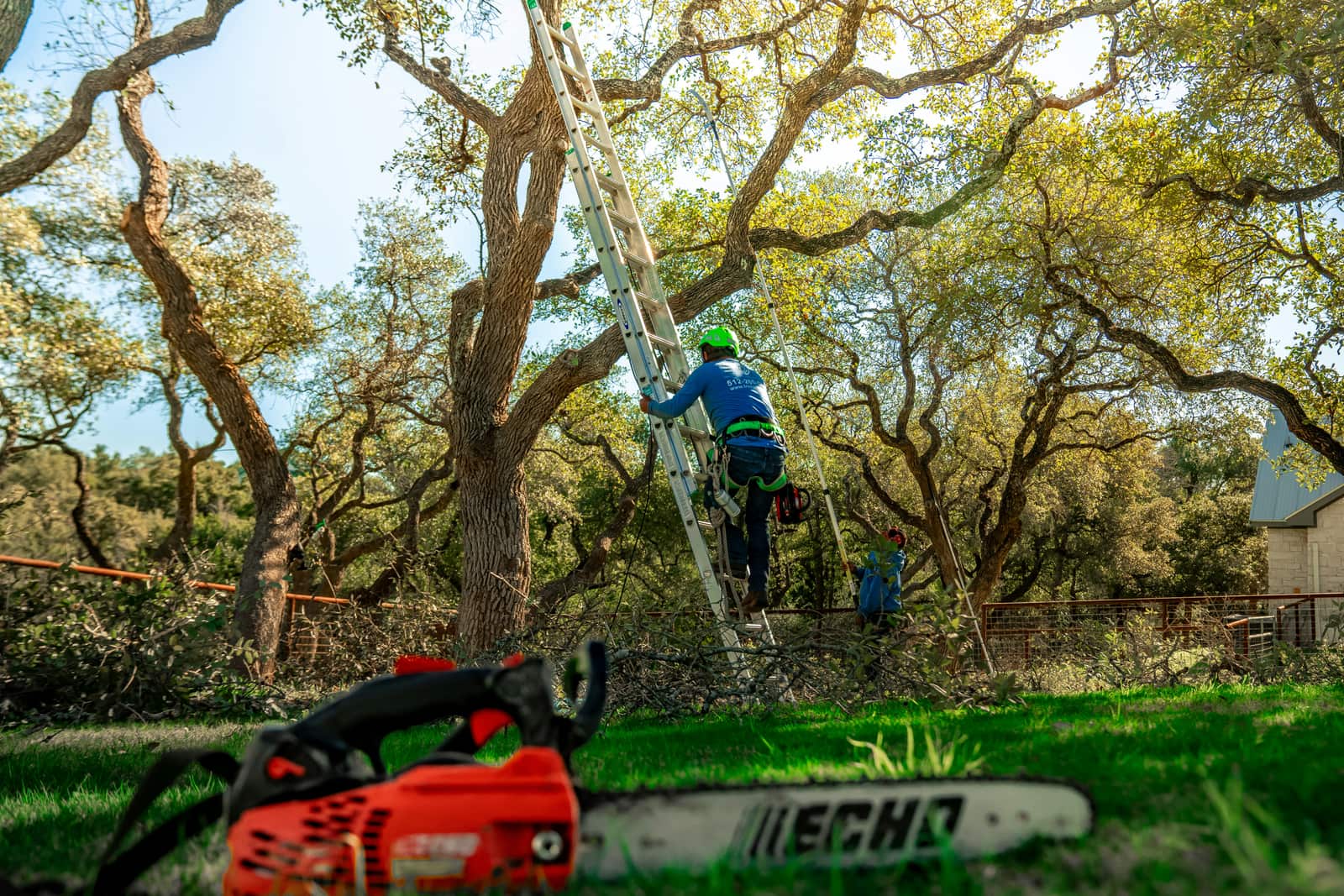 Tree Trimming in Columbia, SC